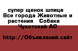 супер щенок шпица - Все города Животные и растения » Собаки   . Чукотский АО